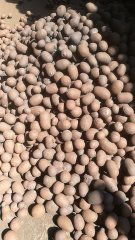 湖南長沙黏土陶粒廠價(jià) 長沙回填陶粒直銷